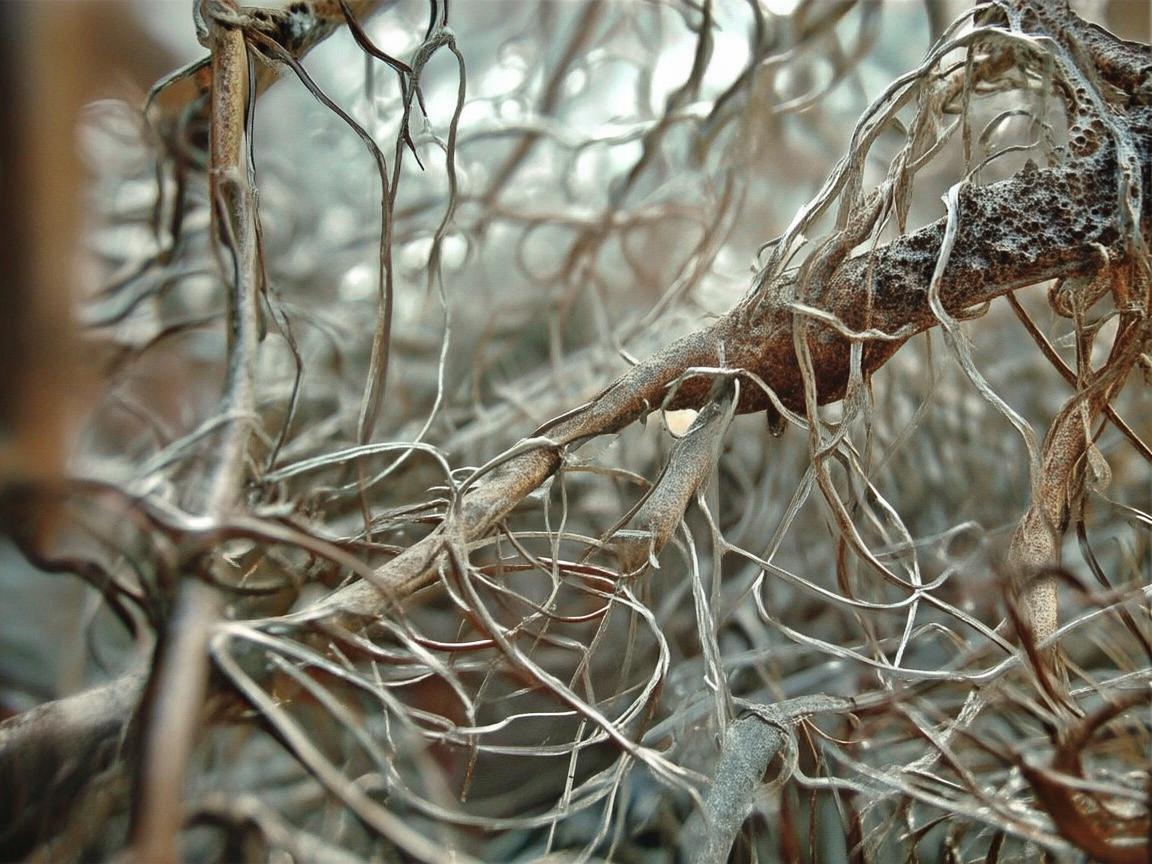 金属之舞，动物学视角下的艺术探索