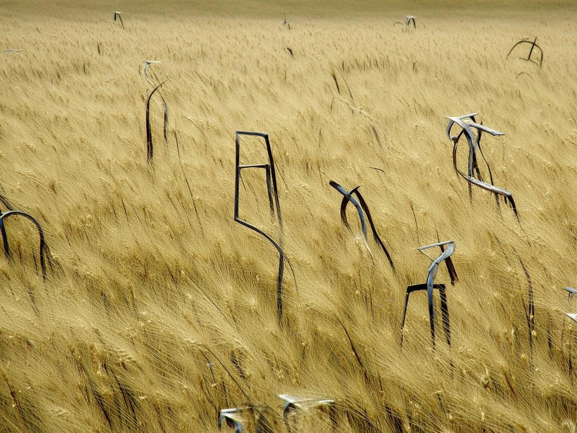高粱之歌,金属艺术家的田野笔记 高粱之歌,金属艺术家的田野笔记
