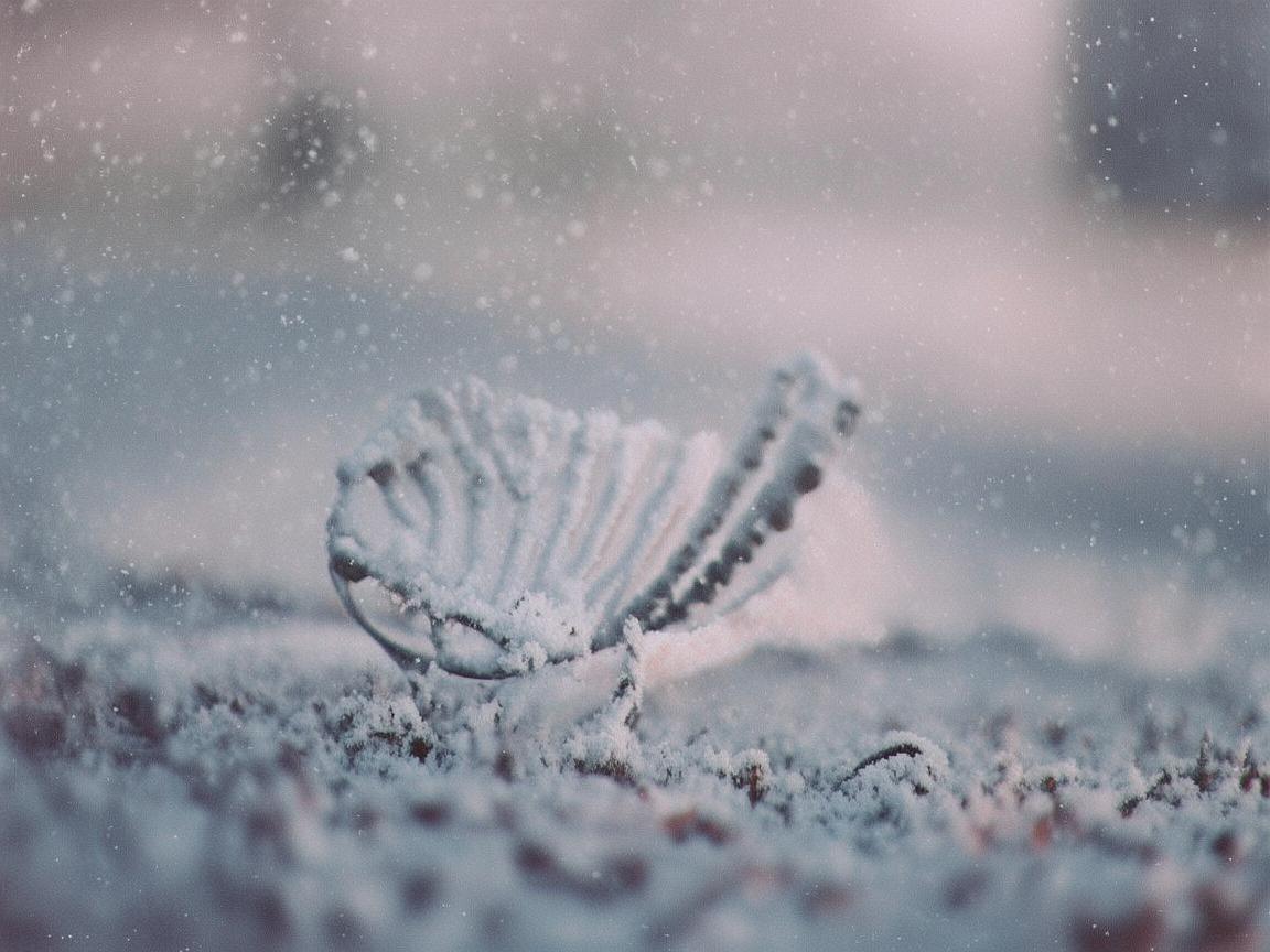 小雪轻吻,金属艺术中的静谧时光 小雪轻吻,金属艺术中的静谧时光