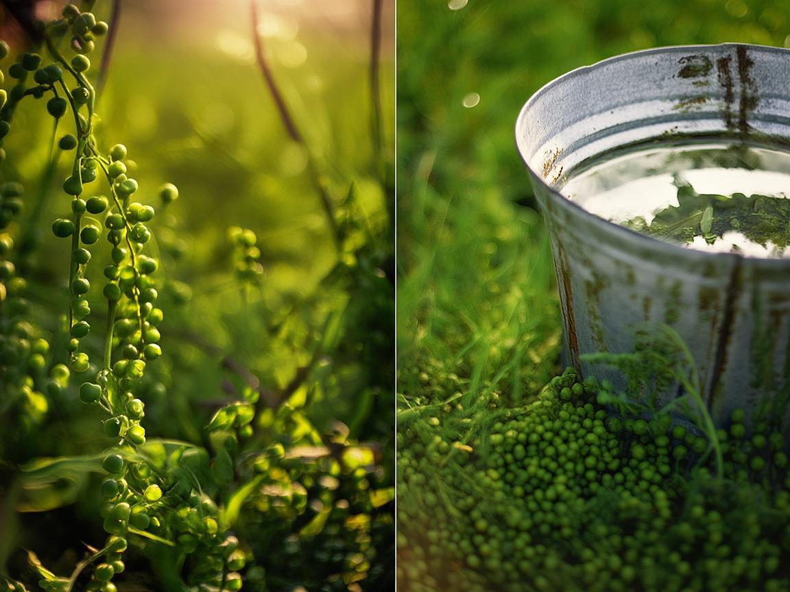 绿豆之夏,金属与生活的温柔邂逅 绿豆之夏,金属与生活的温柔邂逅